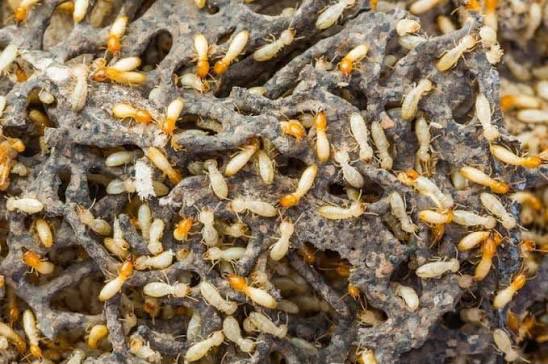 Professional termite control and foundation treatment